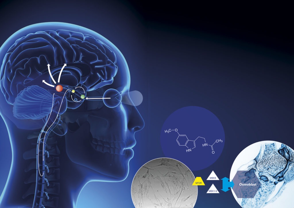 Мелатонин для волос что это, действие мелатонина на волосы