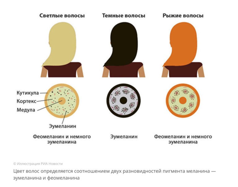 Где образуются вещества смазывающие волосы человека на картинке