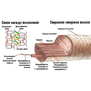 Строение волоса человека картинка