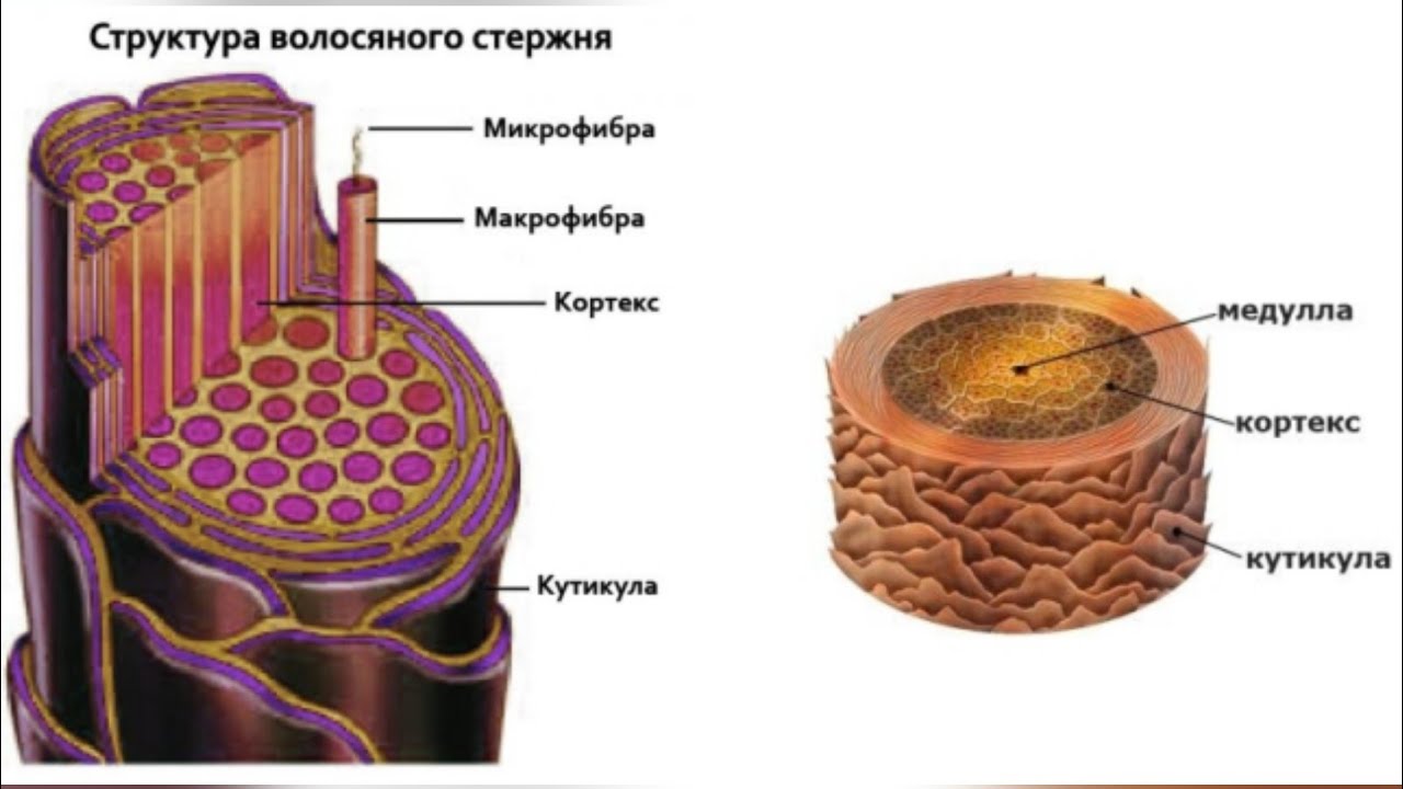 Анаген телоген катаген картинка